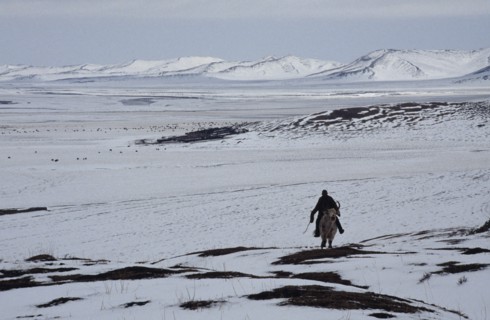 CHINA, Sichuan, Zoige, Man riding yak through snow covered landscape.