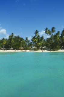 WEST INDIES, Tobago, Pigeon Point, Coconut palm tree lined beach with thatched sun shades and