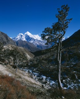 NEPAL, Sagarmatha National Park, Himalayan mountains.  Valley with stream and trees and snow