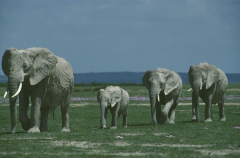 WILDLIFE, Big Game , Elephants, Male African Elephant (loxodonta africana) with two females and one