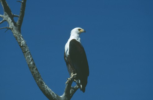 WILDLIFE, Birds, African Fish Eagle, African Fish Eagle (hallaeetus vocifer) sitting in a tree
