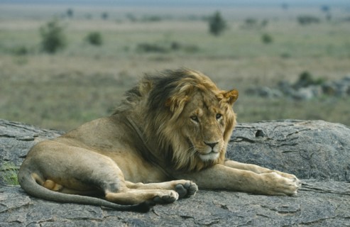 KENYA, Animals, Single male lion (Panthera leo) lying on rock.