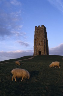 ENGLAND, Somerset, Glastonbury, Glastonbury Tor with sheep grazing in foreground.