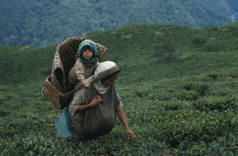 INDIA, West Bengal, Pashok, Tea picker with baby in basket on her back near Darjeeling.