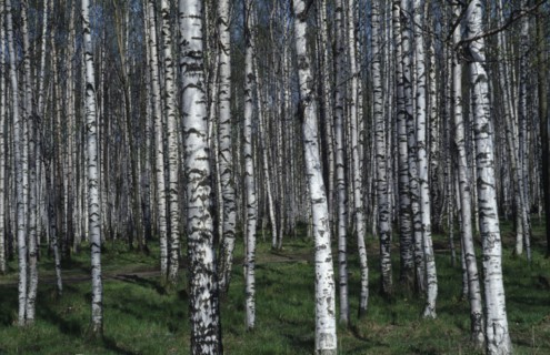RUSSIA, St Petersberg, Alexander Woods birch trees