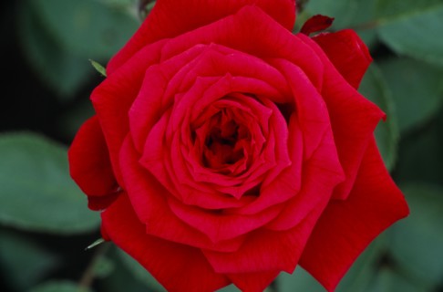 PLANTS, Flowers, Rose, "Mini rose, Wee Jock.  Close view looking down on open, red flower."