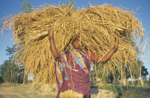 INDIA, Bihar, Ganges Plain, Rice harvest.   Woman almost obscured by bundle of cut rice carried on