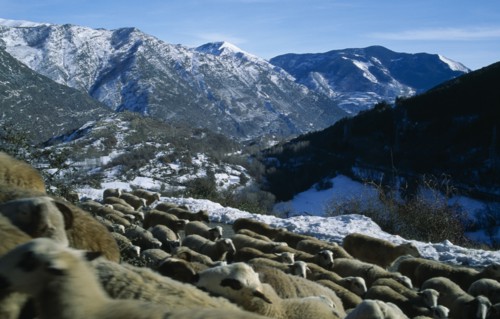 SPAIN, Pyrenees, Catalonia, Sheep on high mountain pasture.  Flock in foreground with snow covered