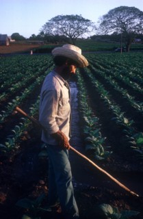 CUBA, Pinar Del Rio , Farming, Tobacco farm worker