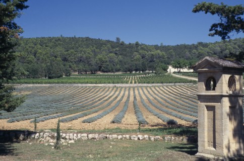 FRANCE, Provence Cote d’Azur, "Near St Maximin, Vineyard,Coteaux Varois, Chateau la Calisse,