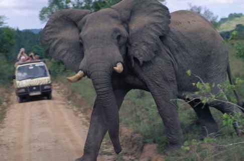 KENYA, Shimba Hills Reserve, Elephant crossing dirt track with Safari truck in the distance