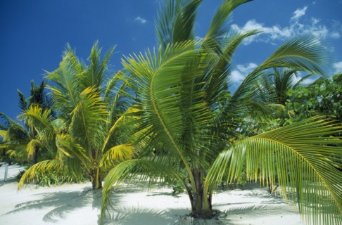 WEST INDIES, Jamaica , Negril , "Palms growing on sandy beach, blue sky and white clouds behind."