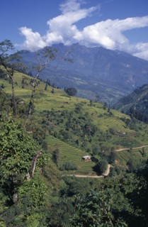 INDIA, West Sikkim Landscape, Agriculture, Terraced hillside with mountain backdrop part framed by