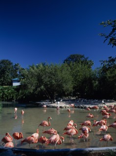 USA, Florida , Orlando, Seaworld. Pink Flamingos in shallow pool