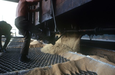 CUBA, Cienfuegos , Sugar Cane Process with workers depositing sugar from railway carriage