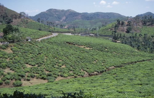 INDIA, Kerala, Agriculture, View over Tea Plantation in the hills