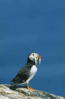 WILDLIFE, Birds, Puffin, Puffin (frateronia artica) with sand eels in its beak standing on