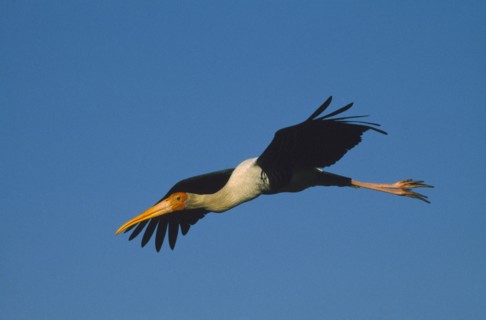 WILDLIFE, Birds, Stork, Painted Stork (ibis leucocephalus) in flight at Bharatpur Rajasthan India