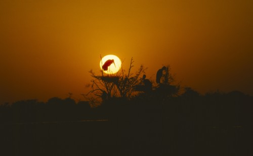 WILDLIFE, Birds, Storks, Storks nesting in tree at sunset in Bharatpur Rajasthan India