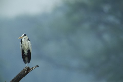 WILDLIFE, Birds, Heron, Grey Heron (ardea cinerea)sitting on tree branch  in Bharatpur Rajasthan