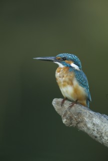 WILDLIFE, Birds, Kingfisher, Kingfisher (alcedo atthis) perched on a branch in Bharatpur Rajasthan