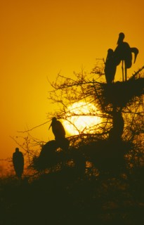 WILDLIFE, Birds, Storks, Storks nesting in tree at sunset in Bharatpur Rajasthan India