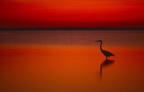 WILDLIFE, Birds, Heron, Great Blue Heron at sunset wading in water at Laguna Madre on Padre Island