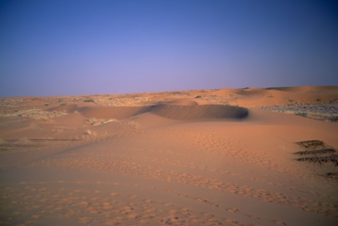 SAUDI ARABIA, Eastern Province, Howtah, Low red sand dunes with tracks of sheep and goats in front