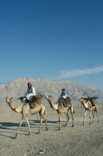 EGYPT, Luxor, Camel train in desert. 3 camels 2 riders hills behind
