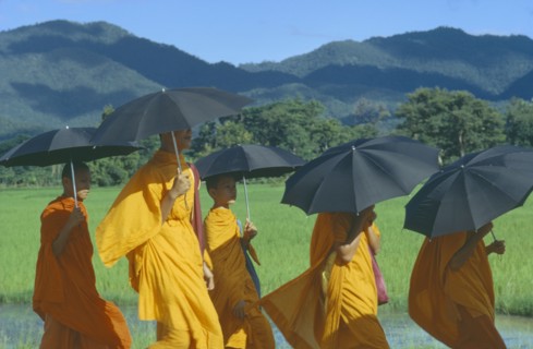 THAILAND, North, Lamphun, Buddhist Monks walking in a group holding umbrellas