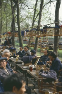 CHINA, Sichuan, Chengdu, Songbirds in cages at a tea house.