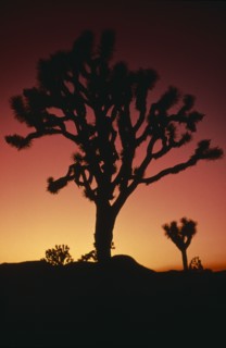 USA, California, Joshua Tree National Monument, Joshua tree silhouetted at sunset