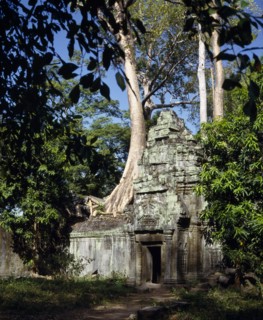 CAMBODIA, Angkor, Ta Prohm temple amongst trees with tree trunk growing through stone wall