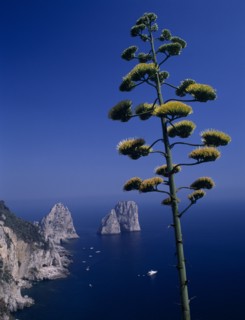 ITALY, Campania, Capri, Faraglioni Rocks with flowering tree in foreground.