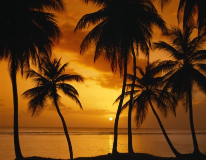 WEST INDIES,   , Tobago, Palm tree silhouettes against sunset
