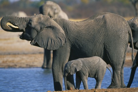 ZIMBABWE, Hwanae National Park, Elephant and baby drinking at pool. (Loxodonta Africana)