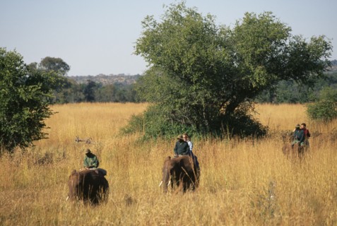 ZIMBABWE, Matabeleland, Victoria Falls, Tourists on elephants trekking through tall grass