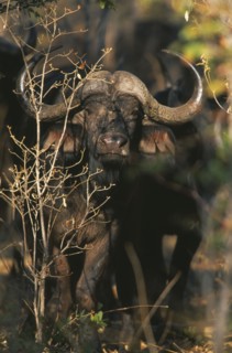 ZIMBABWE, Hwanae National Park, Buffalo in Mopane Veld (Syncerus Caffer)