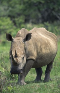 SOUTH AFRICA, KwaZulu Natal, Itala Nature reserve, White Rhinoceros (Ceratotherium Simum) in