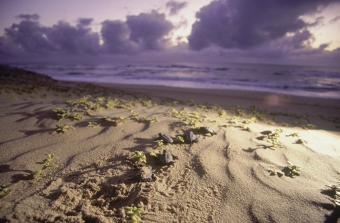 SOUTH AFRICA, KwaZulu Natal, Sodwana Bay National Park, Recently hatched turtles going across a