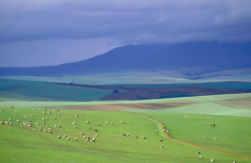 SOUTH AFRICA, Western Cape , Caledon, Sheep grazing on a hillside with stormy sky in background.