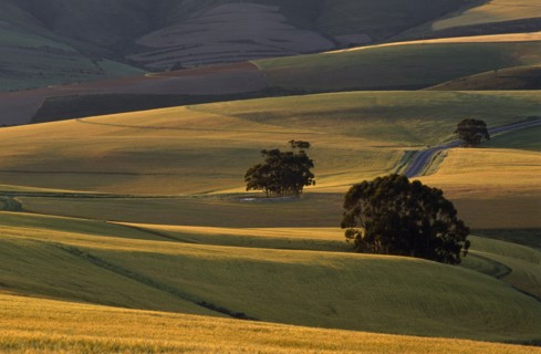 SOUTH AFRICA, Western Cape  , Caledon, Wheat fields in evening sunlight