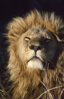 BOTSWANA,   , Okavango, Male Lion