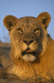 BOTSWANA, Animals, Big Cats, Lioness portrait