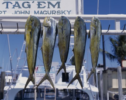USA, Florida , Mattecumbe Key, Freshly caught Dolphin Fish