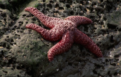 USA, Oregon, Natural History, Star fish Asterias vulgaris on rock underneath water.