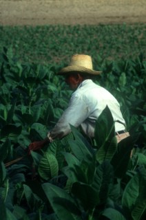 CUBA, Pinar Del Rio, Tobacco worker in field