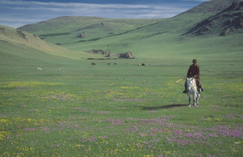 MONGOLIA, People, Mongolian Horseman in green valley