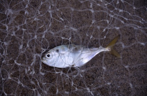 VIETNAM, Central, Da Nang, Close up of single fish caught in net on China beach
