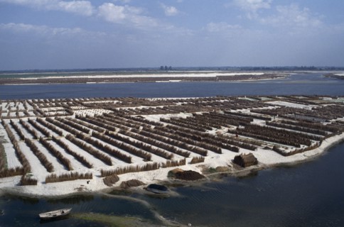 INDIA, Uttar Pradesh, Agriculture, Vegetable farming near Kanpur on dried up river bed of the